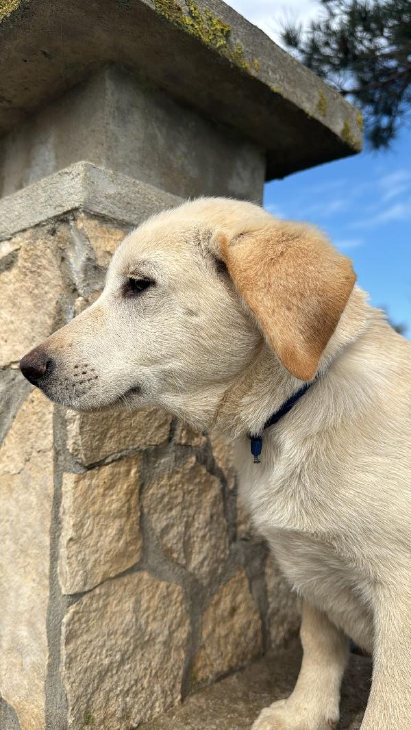 Nimbus splendido cucciolotto simil labrador cerca casa Foto 2